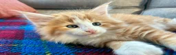Norvegese gatti in vendita: cucciolo norvegese delle foreste - Annuncio 1