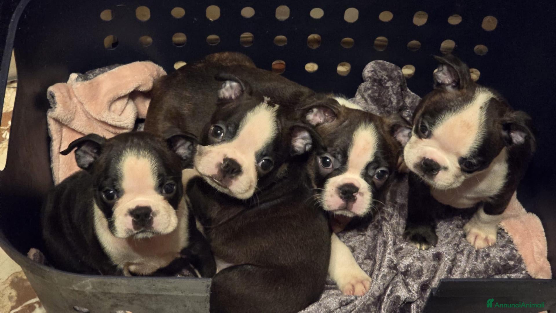 Boston Terrier cani in vendita: Disponibili bellissimi cuccioli di Boston Terrier  - Annuncio 22