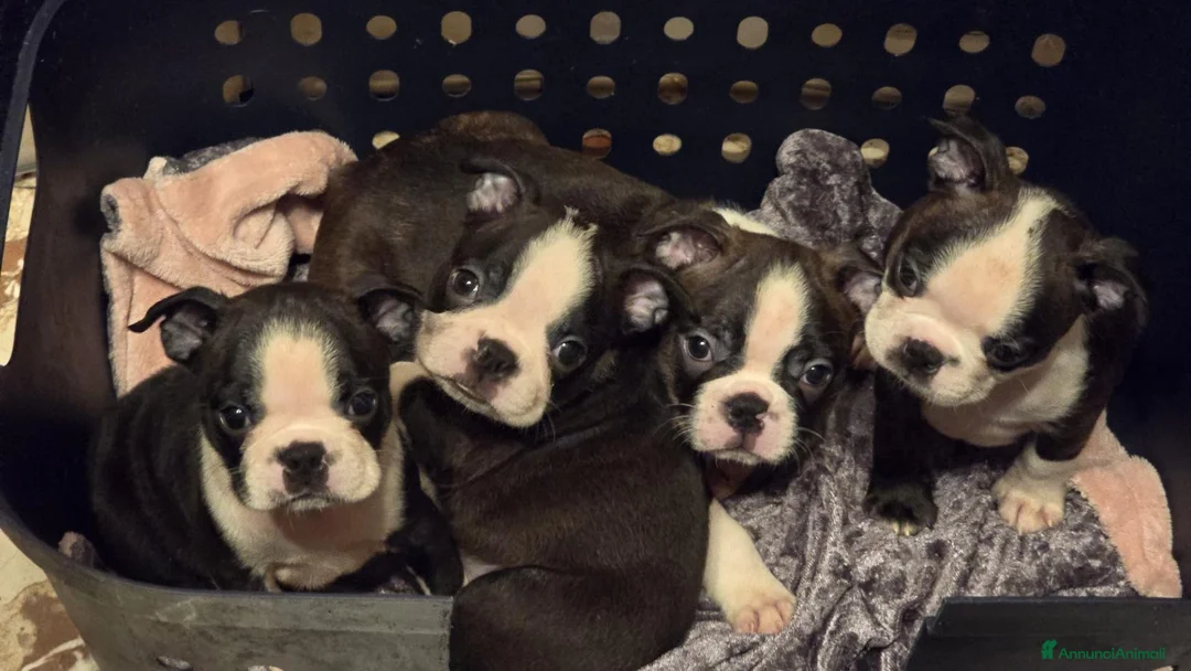 Boston Terrier cani in vendita: Disponibili bellissimi cuccioli di Boston Terrier  a Provincia di Ascoli Piceno - Annuncio 1