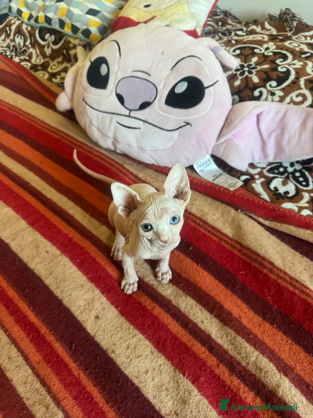 Sphynx gatti in vendita: Splendidi cuccioli di Sphynx disponibili a Provincia di Rimini - Annuncio 15