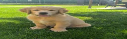 Golden Retriever cani in vendita: Golden retriever 90%linea americana pedigree ENCI  - Annuncio 8