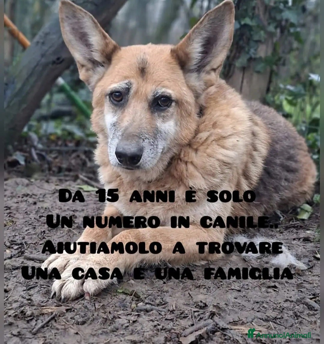 Meticcio cani Tofu simil Pastore tedesco15ANNI DI CANILE!FIRENZE - Annuncio 7