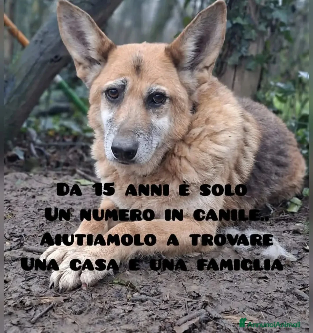 Meticcio cani in regalo: Tofu simil Pastore tedesco15ANNI DI CANILE!FIRENZE - Annuncio 1