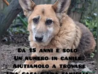 Meticcio cani Tofu simil Pastore tedesco15ANNI DI CANILE!FIRENZE - Annuncio 7