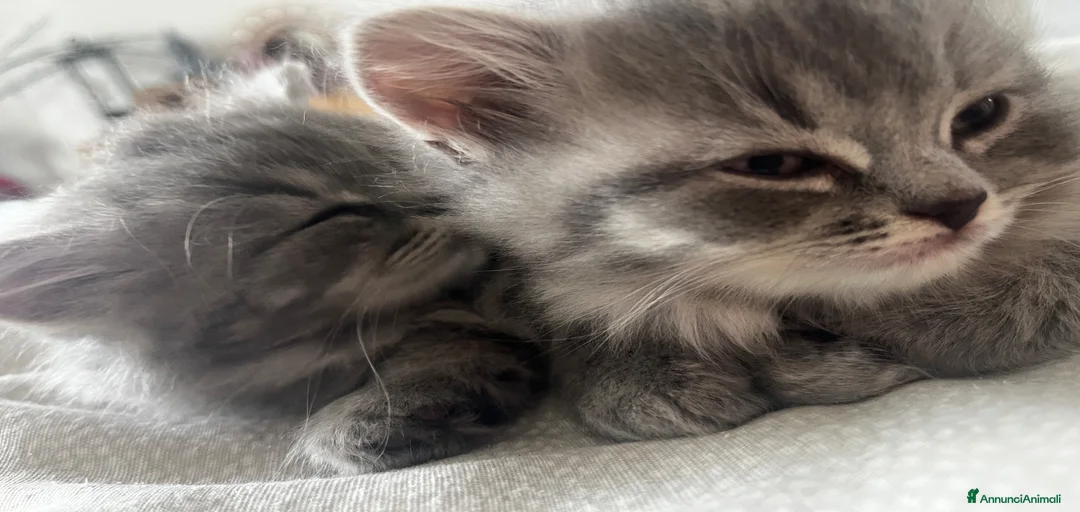 Immagine della galleria {{count}}