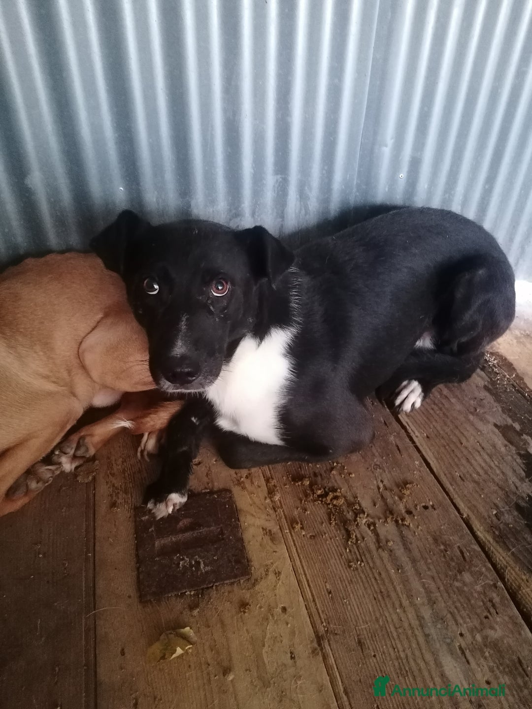 Labrador cani in regalo: Coby Labrador Mix a Provincia di Rovigo - Annuncio 1