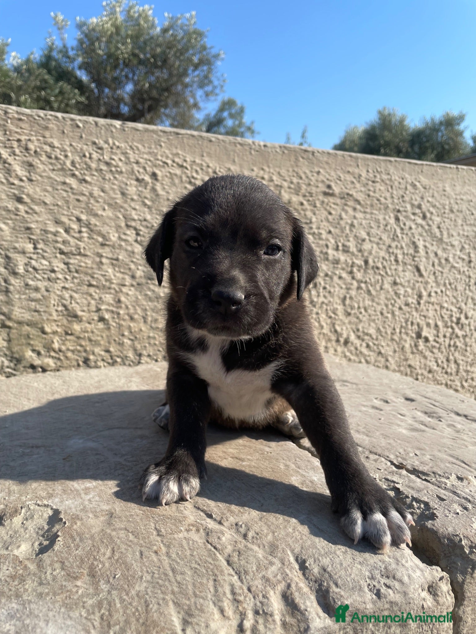 American Staffordshire cani 12 cuccioli da madre Amstaff - Annuncio 6