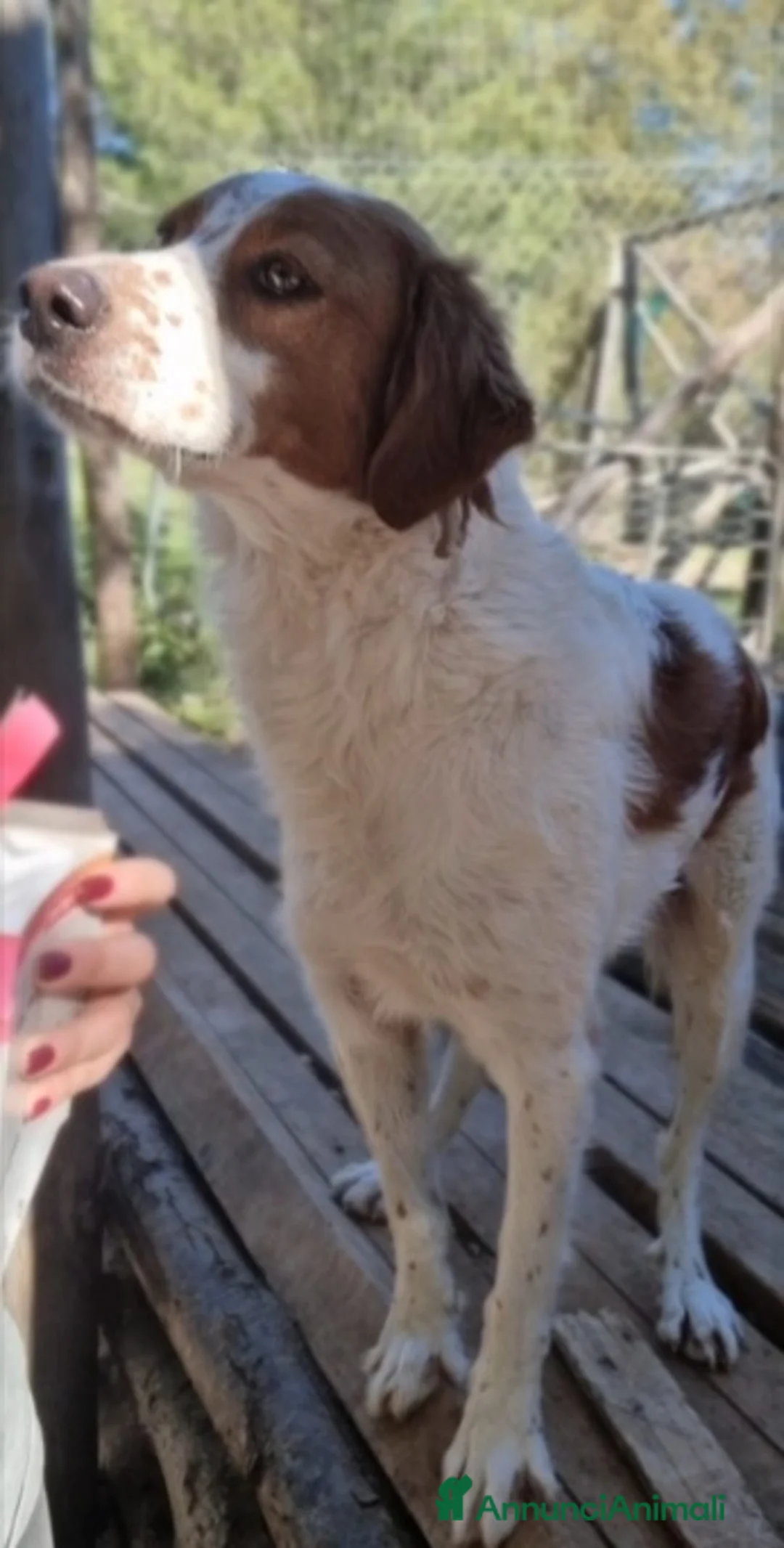 Meticcio cani in regalo: Macchietta mix Breton 3anni ok gatti.PUGLIA a Città metropolitana di Milano - Annuncio 3