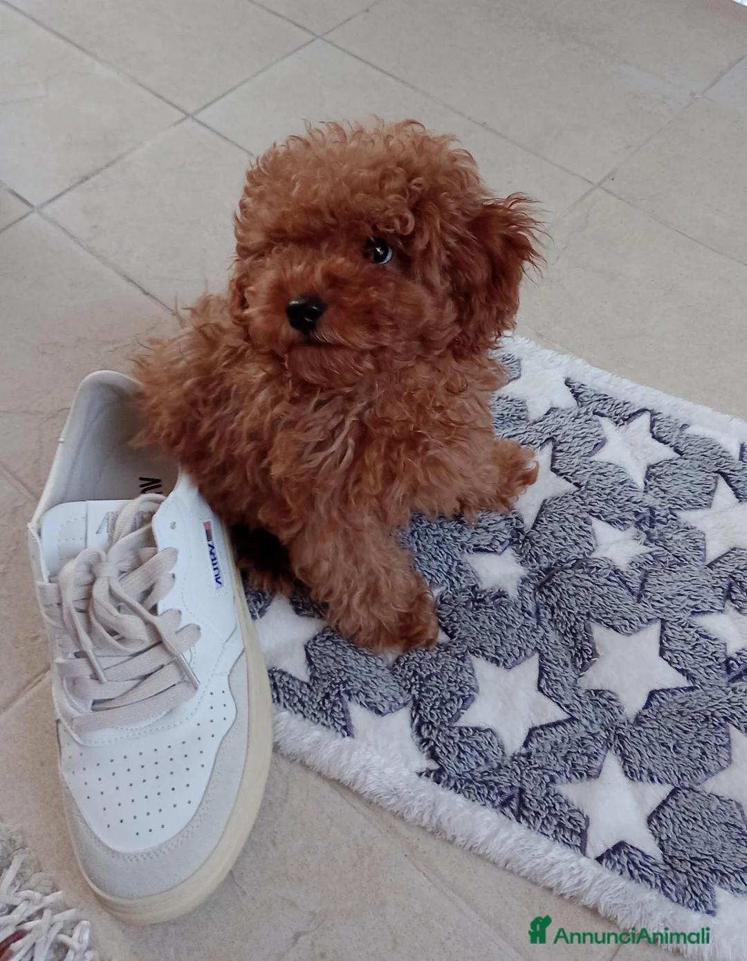 Barboncino Toy cani in vendita: Barboncino Toy  a Città metropolitana di Catania - Annuncio 1