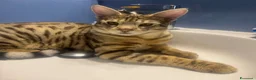 Savannah gatti in vendita: Splendidi cuccioli di gatto Savannah – 4 mesi  - Annuncio 7