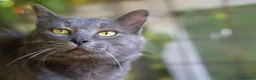 Certosino gatti in regalo: Certosino maschio di un anno - Annuncio 5