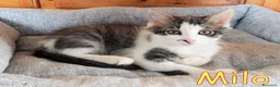 Europeo gatti in regalo: MILO GATTINO DI 4 MESI - Annuncio 10