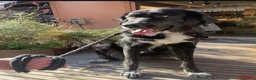Meticcio cani in regalo: Mi chiamo chloe ho 5 anni  - Annuncio 3
