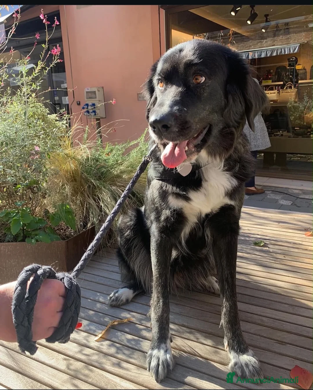 Meticcio cani in regalo: Mi chiamo chloe ho 5 anni  - Annuncio 3