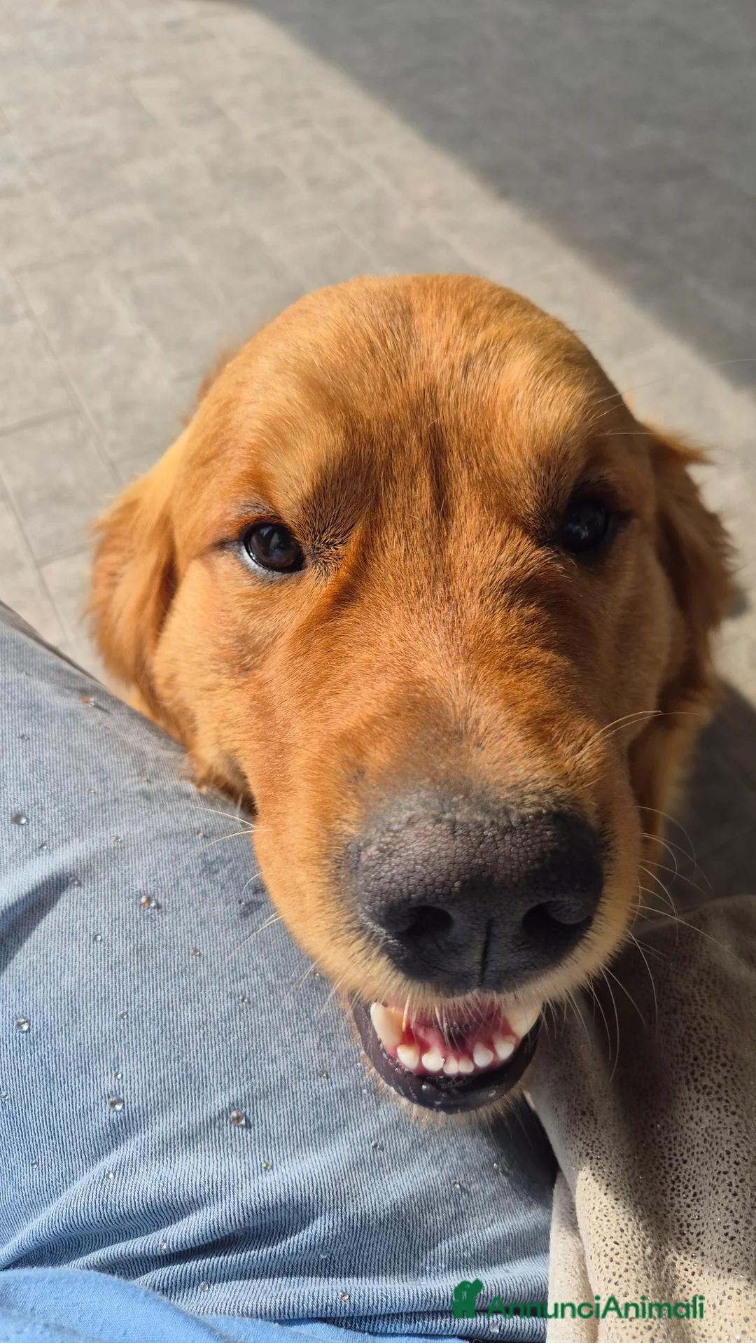 Golden Retriever cani per accoppiamento: Golden retriever per accoppiamento - Annuncio 7