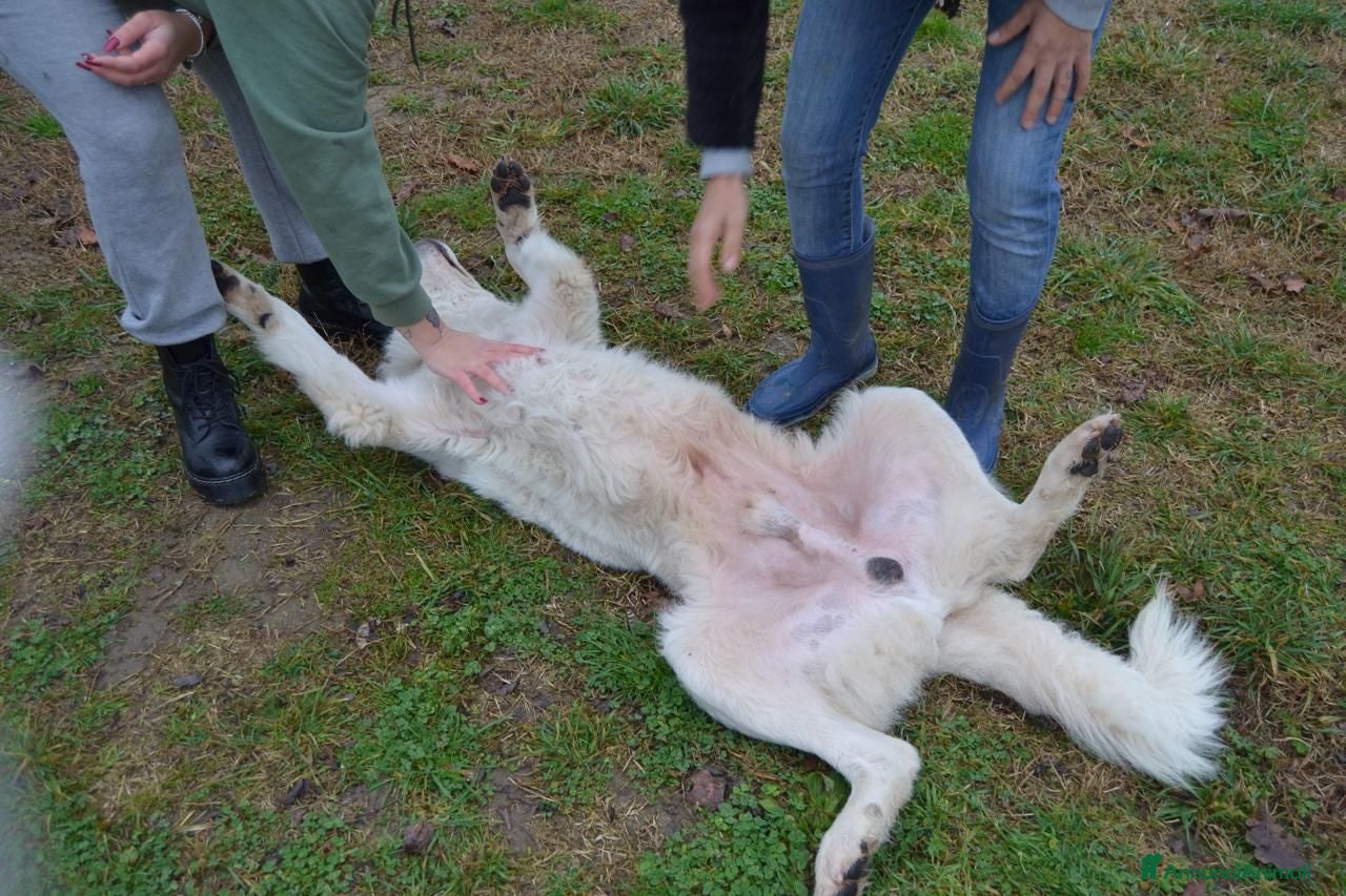 Pastore Abbruzzese Maremmano cani in regalo: Strepitoso Zeus  a Provincia di Viterbo - Annuncio 4
