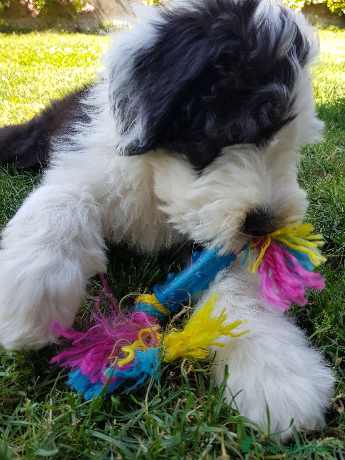 Bobtail cani Cuccioli Bobtail - Annuncio 2