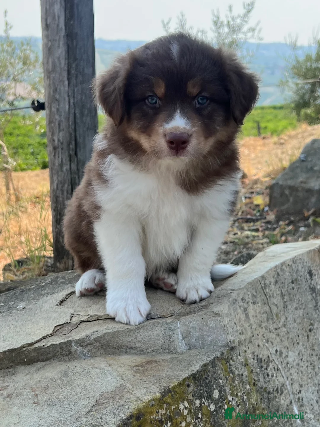 Australian Shepherd cani in vendita: Australian shepherd cucciola femmina red - Annuncio 2