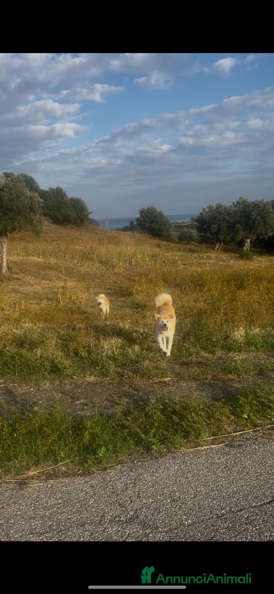 Akita Inu cani in vendita: Cuccioli di akita inu disponibili dal 23 dicembre  - Annuncio 4