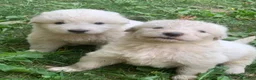 Pastore Abbruzzese Maremmano cani in vendita: Vendita cucciolo Pastore Maremmano  - Annuncio 2