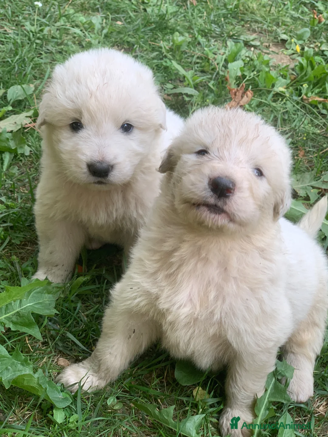 Pastore Abbruzzese Maremmano cani in vendita: Vendita cucciolo Pastore Maremmano  - Annuncio 2