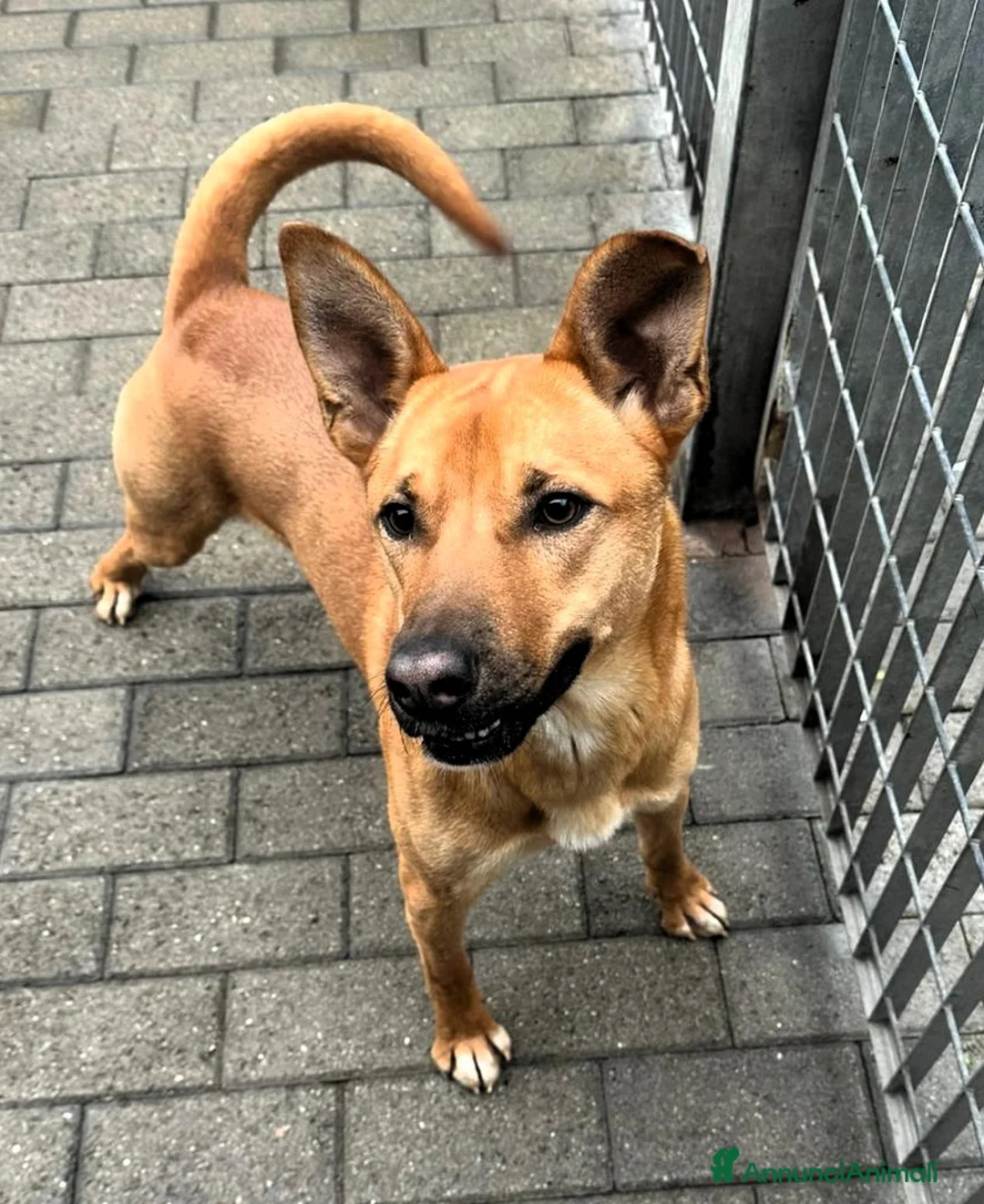 Meticcio cani in regalo: SIMBA BELLISSIMO LUPETTO - Annuncio 6