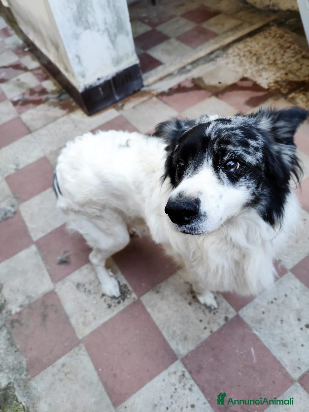 Border Collie cani in regalo: Alex simil border collie vive su un terrazzo .. - Annuncio 3