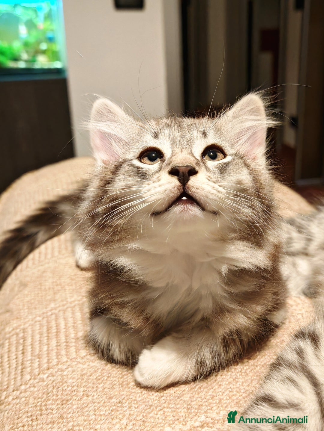 Siberiano gatti in vendita: Cuccioli di gatto siberiano ipoallergenici  - Annuncio 3