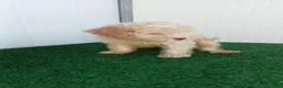 Lagotto cani in vendita: Lagotto Romagnolo  - Annuncio 1