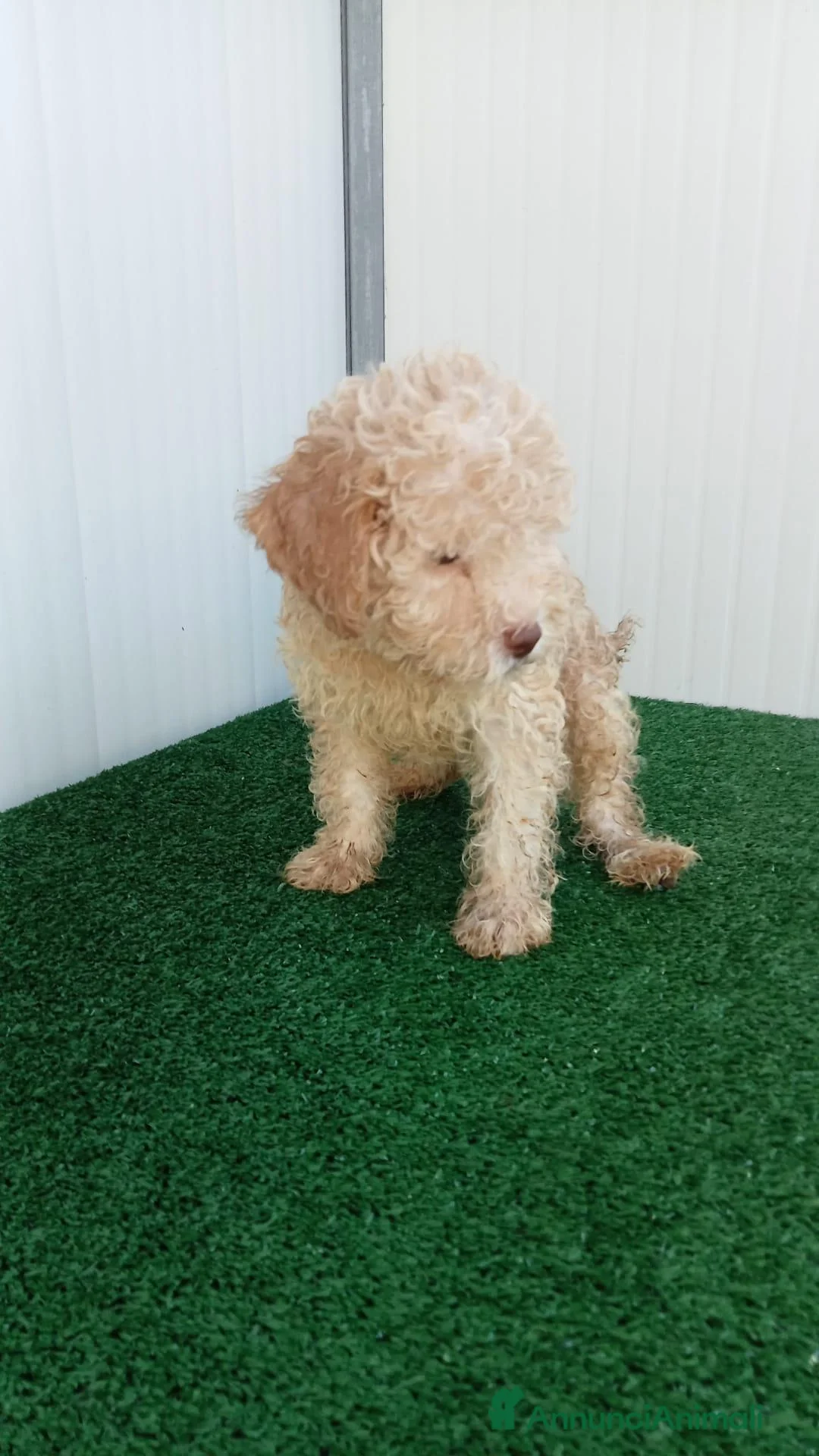 Lagotto cani in vendita: Lagotto Romagnolo  - Annuncio 1