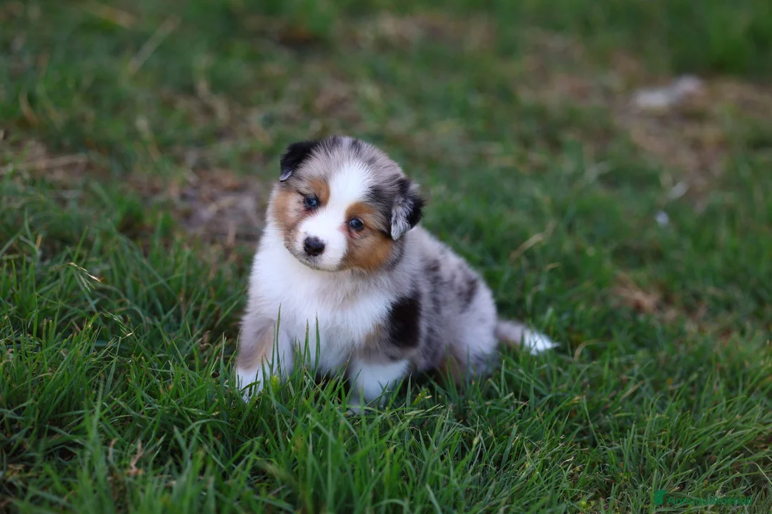 Australian Shepherd cani in vendita: Cuccioli di pastore australiano  - Annuncio 2