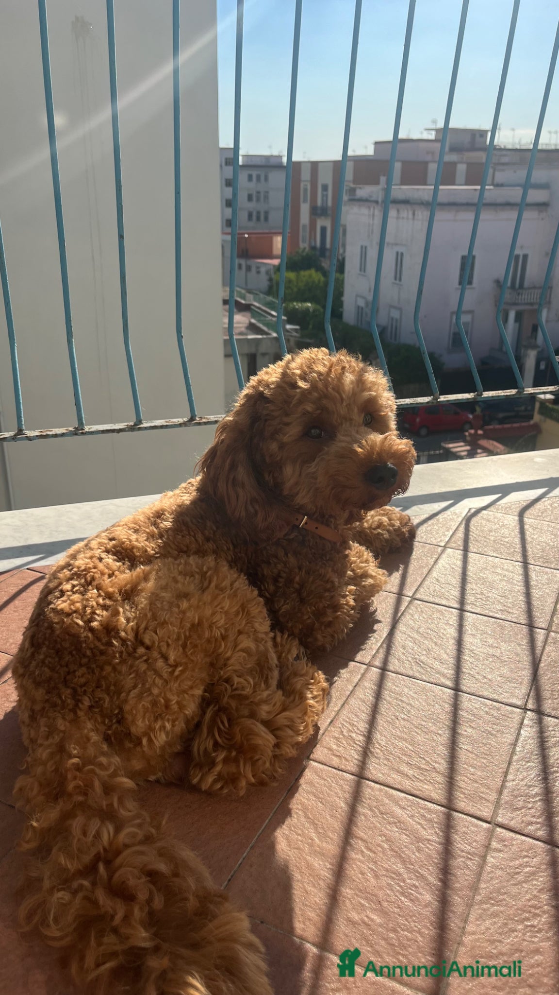 Barboncino cani per accoppiamento: CERCO BARBONCINO NANO FEMMINA DA FAR ACCOPPIARE a Città Metropolitana di Napoli - Annuncio 2