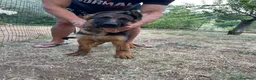 Pastore Tedesco cani in vendita: Cuccioli da esposizione  - Annuncio 18