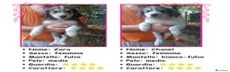 Pastore Asia Centrale cani in vendita: Cuccioli Cane da Pastore dell'Asia Centrale - Annuncio 4