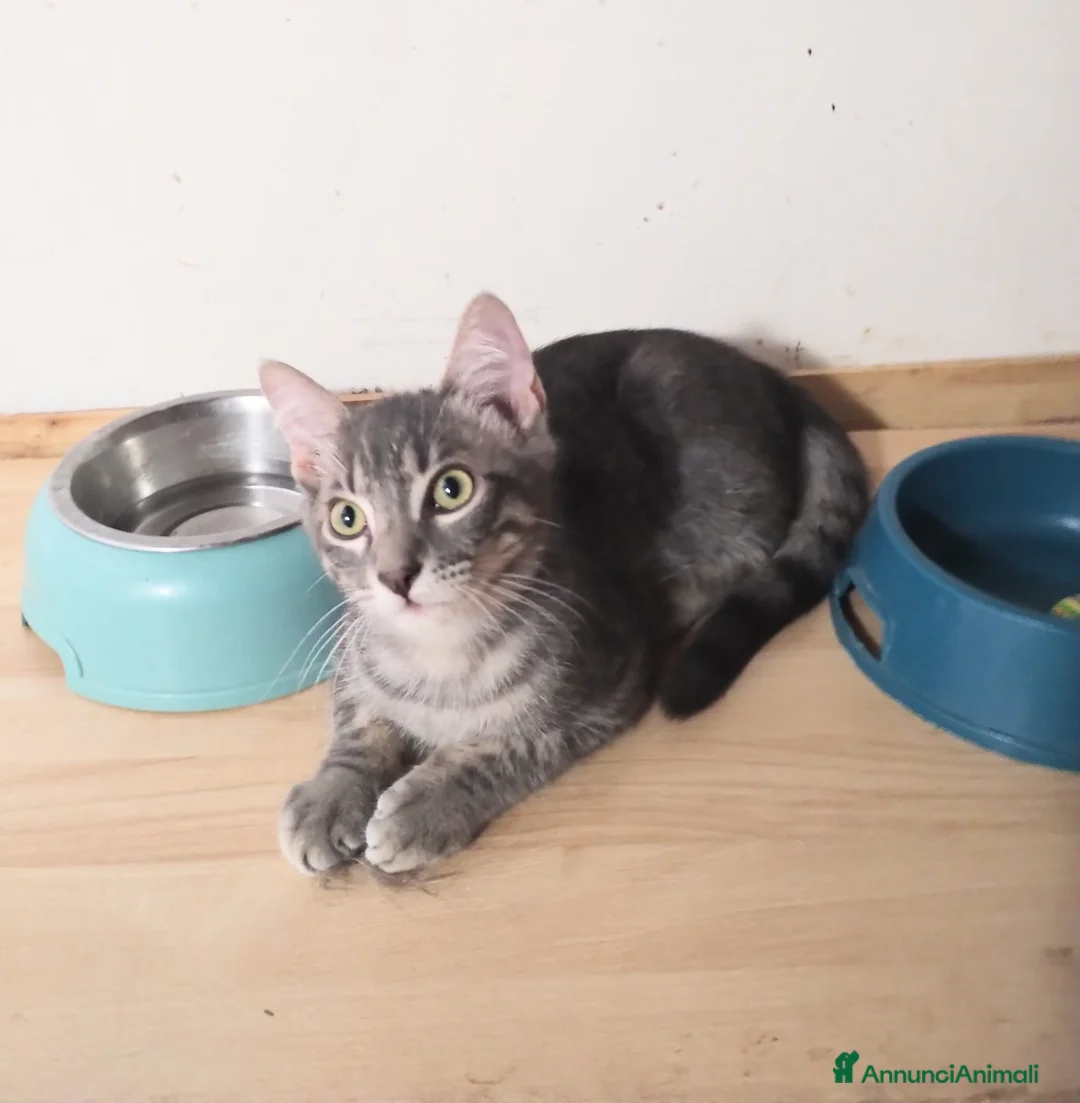 Europeo gatti in regalo: Gattina 3 mesi bellissima  - Annuncio 2
