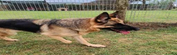 Pastore Tedesco cani in regalo: Sarah Jane pastore t. in adozione  - Annuncio 3