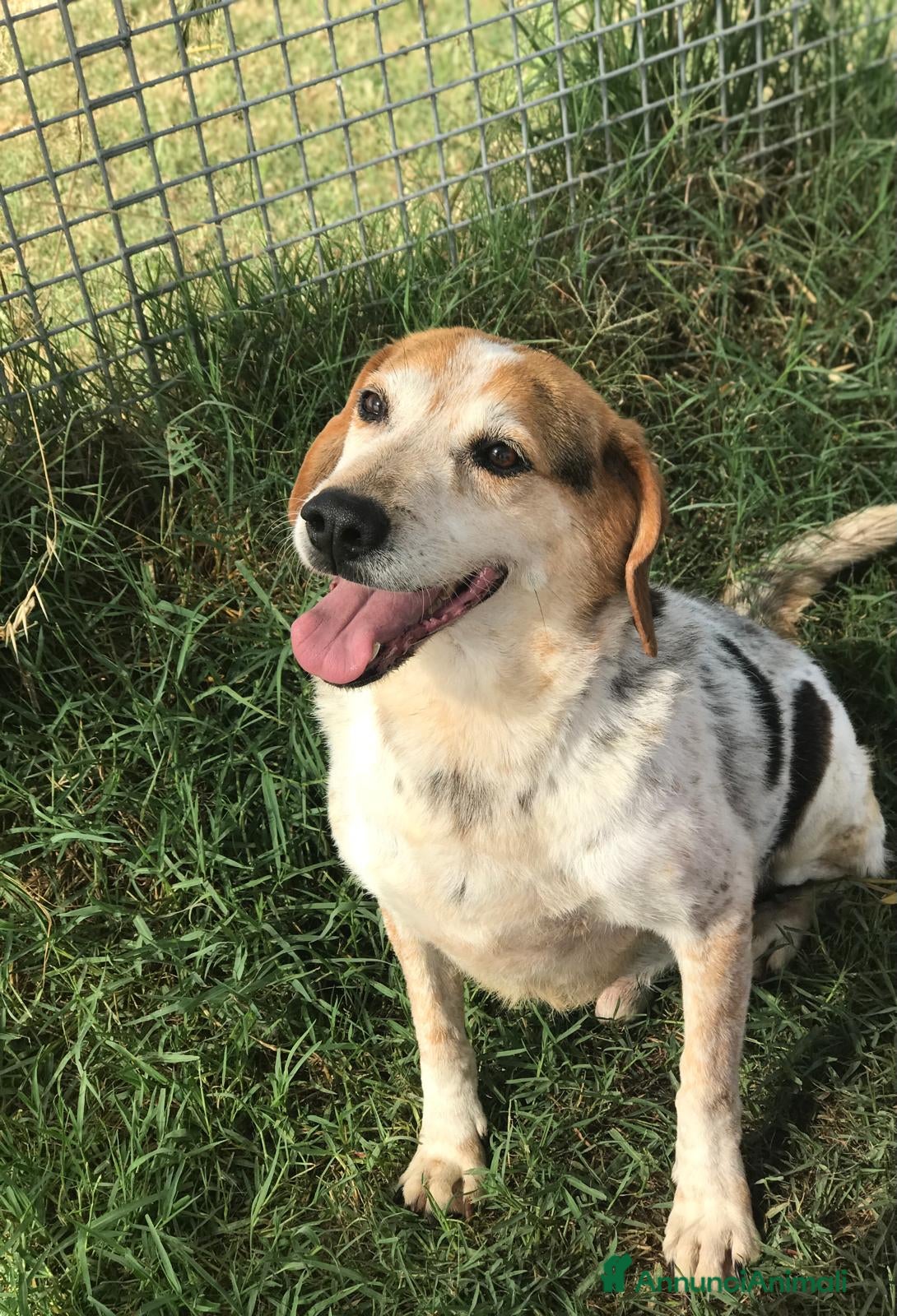 Meticcio cani BILLY, simil beagle diversamente giovane a Provincia di Latina - Annuncio 26