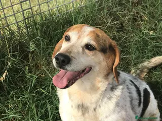 Meticcio cani BILLY, simil beagle diversamente giovane a Provincia di Latina - Annuncio 10