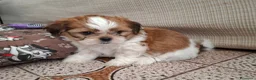 Shih Tzu cani in vendita:  Shitzu  a Provincia di Cuneo - Annuncio 4