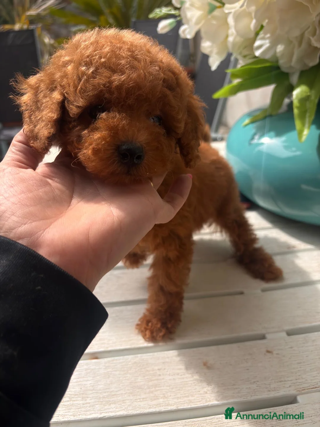 Barboncino Toy cani in vendita: Barboncini toy  a Provincia di Savona - Annuncio 8