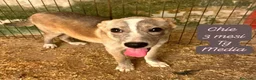 Meticcio cani in regalo: Meticci dimenticati da tutti  a Provincia di Pavia - Annuncio 7