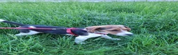 Beagle cani in regalo: BEAGLE IN REGALO - Annuncio 3