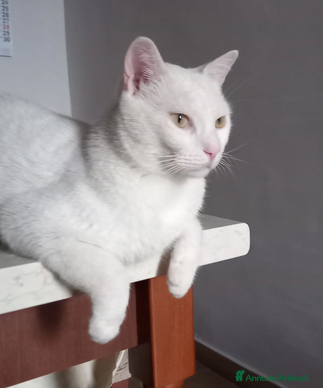 Europeo gatti in vendita: Gatto in adozione  - Annuncio 1