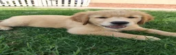 Golden Retriever cani in vendita: Golden retriever 90%linea americana pedigree ENCI  - Annuncio 11