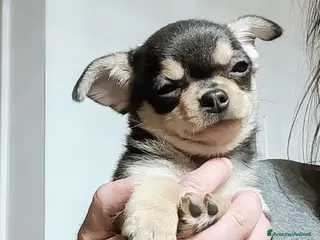 Chihuahua cani Chihuahua pedigree ENCI - Annuncio 4