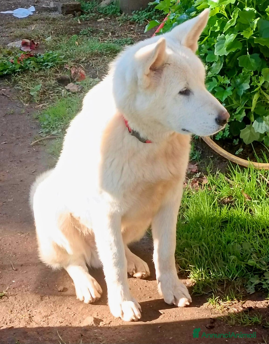 Meticcio cani in regalo: UNA MAMMA PER HIRO - Annuncio 6