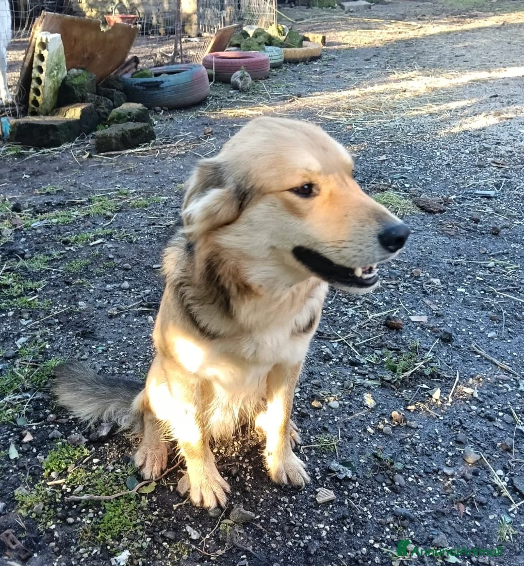 Meticcio cani in regalo: Derivato lupo cecoslovacco 2 anni  - Annuncio 2