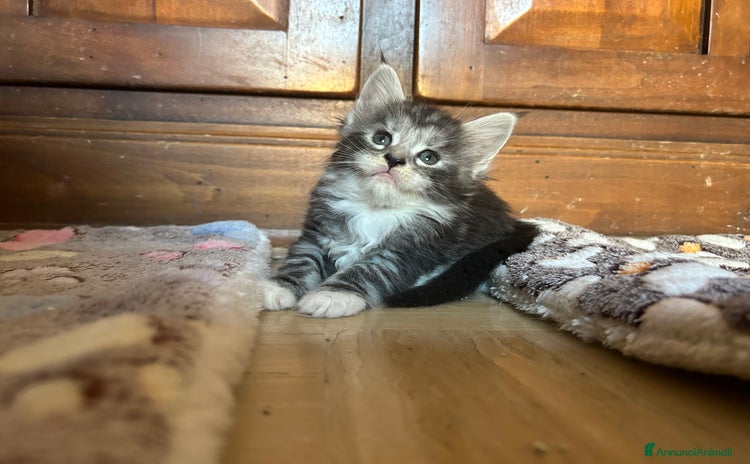 Maine Coon gatti a Provincia di Modena - Annuncio 1