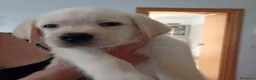 Labrador cani in vendita: Cuccioli di labrador con pedigree  - Annuncio 3