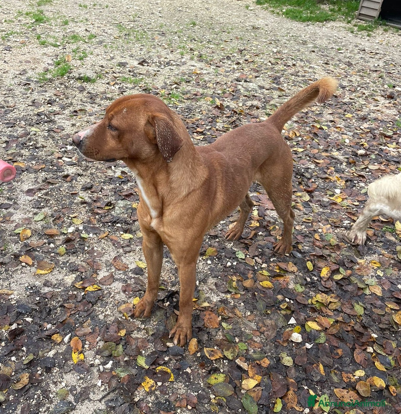 Meticcio cani in regalo: DOLCISSIMO CORFU' a Città metropolitana di Roma Capitale - Annuncio 3